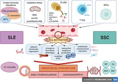 Endothelial Dysfunction in Systemic Lupus Erythematosus and Systemic Sclerosis: A Common Trigger for Different Microvascular Diseases